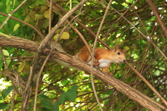 Sciurus vulgaris