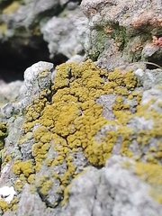 Candelariella