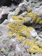Candelariella