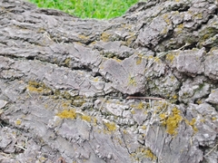Candelariella