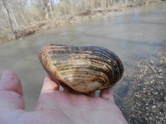 Alasmidonta marginata