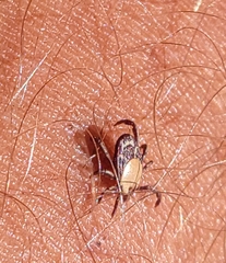 Rhipicephalus pulchellus