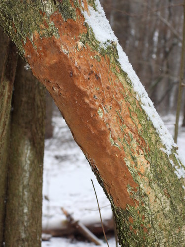 Taškuotoji kempinė