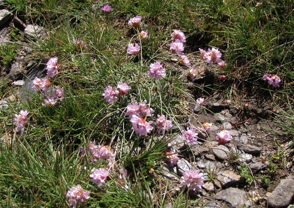 Armeria splendens