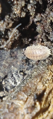Agabiformius lentus