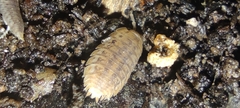 Agabiformius lentus