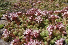 Sedum melanantherum