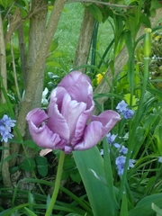 Tulipa gesneriana