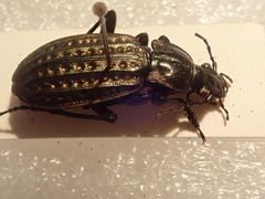 Carabus clatratus