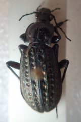 Carabus clatratus