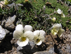 Viola crassiuscula
