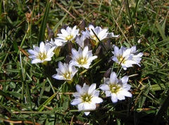 Gentiana boryi