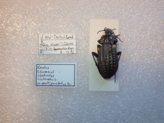 Carabus clatratus