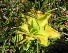 Pinguicula nevadensis