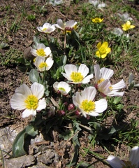 Ranunculus acetosellifolius