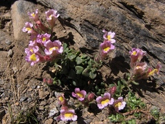 Chaenorhinum glareosum