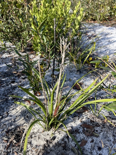 Nolina brittoniana
