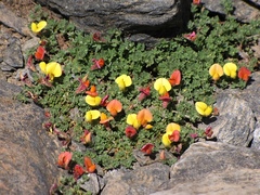 Lotus corniculatus glacialis