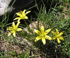 Gagea nevadensis