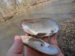 Alasmidonta marginata