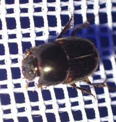 Scarabaeinae