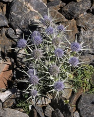 Eryngium glaciale