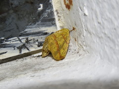 Periclina syctaria