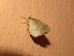 Periclina