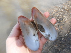 Alasmidonta marginata