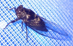 Cicadinae