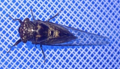 Cicadinae