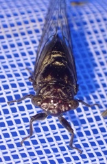 Cicadinae