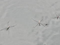 Aquarius adelaidis