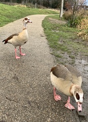 Alopochen aegyptiaca