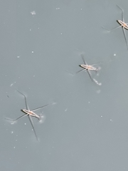 Aquarius adelaidis