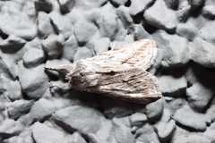 Pleromelloida cinerea