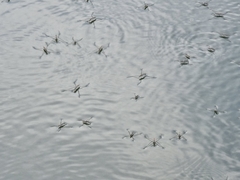 Aquarius adelaidis