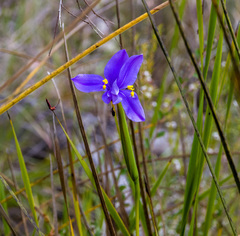 Patersonia occidentalis occidentalis