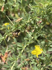 Crotalaria eremicola