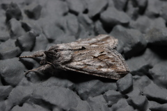 Pleromelloida cinerea