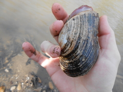 Alasmidonta marginata