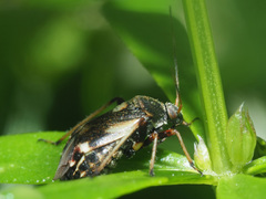 Polymerus microphthalmus