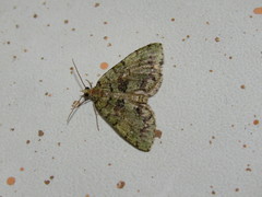 Hydriomena costipunctata