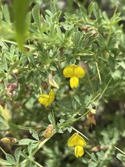 Crotalaria eremicola
