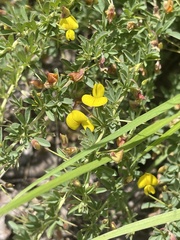 Crotalaria eremicola
