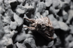 Pleromelloida cinerea