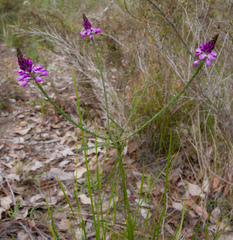 Comesperma virgatum
