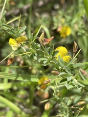 Crotalaria eremicola