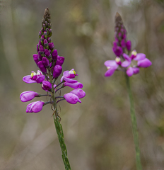 Comesperma virgatum