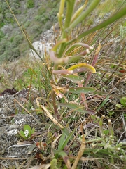 Erysimum franciscanum